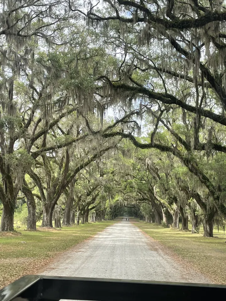 The long avenue of live oaks draped in Spanish moss at Wormsloe in Savannah