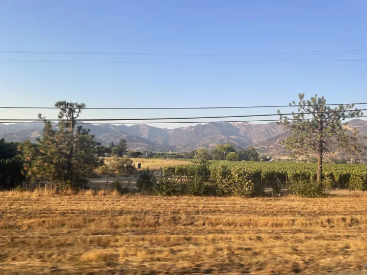 Golden vineyard rows under a blue sky in Napa Valley