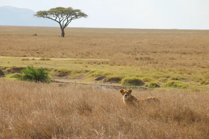 A lioness lying in golden grass under a lone flat-topped acacia tree